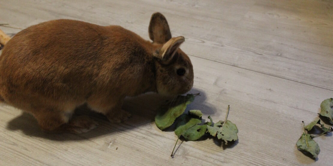 Das Foto zeigt ein Kaninchen, das Blätter frisst.