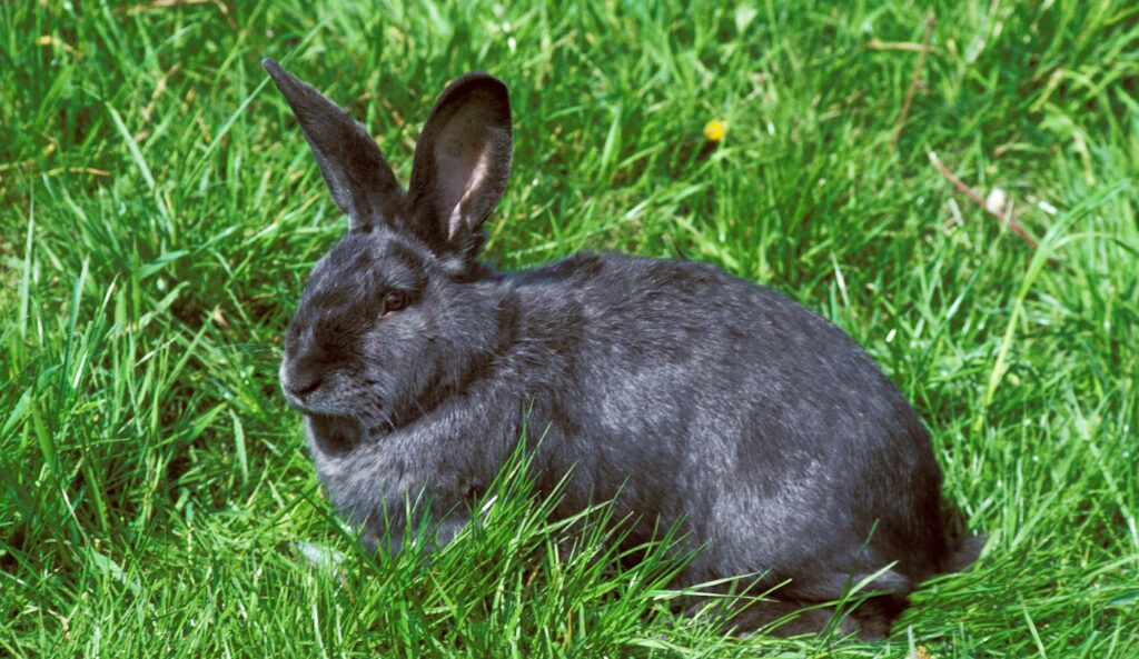 Das Foto zeigt ein blaues Wiener Kaninchen