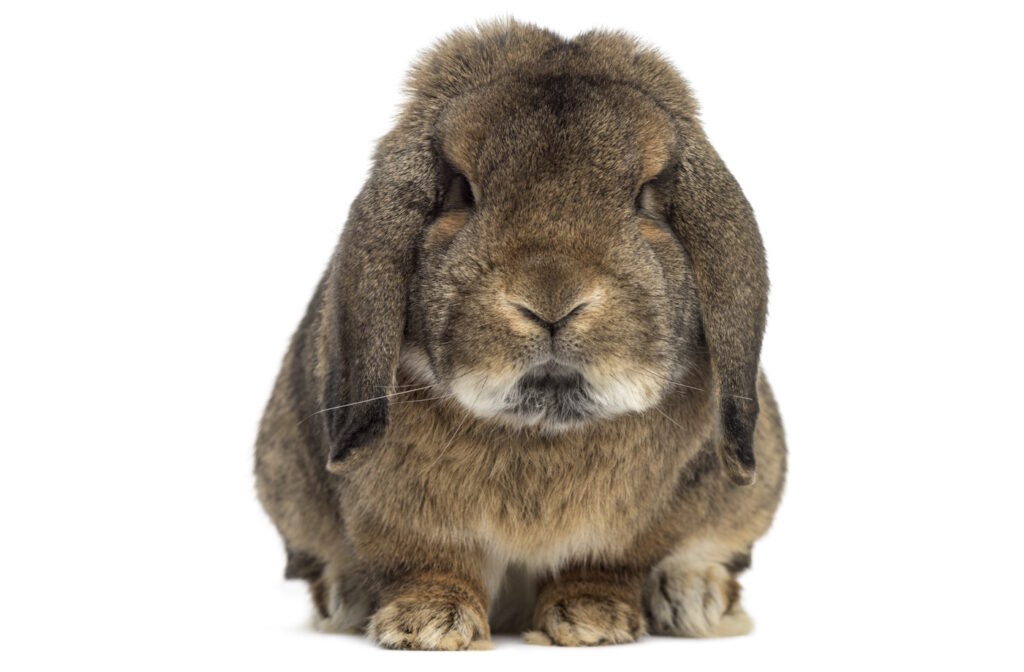 Das Foto zeigt ein Deutsche Widder Kaninchen von vorne