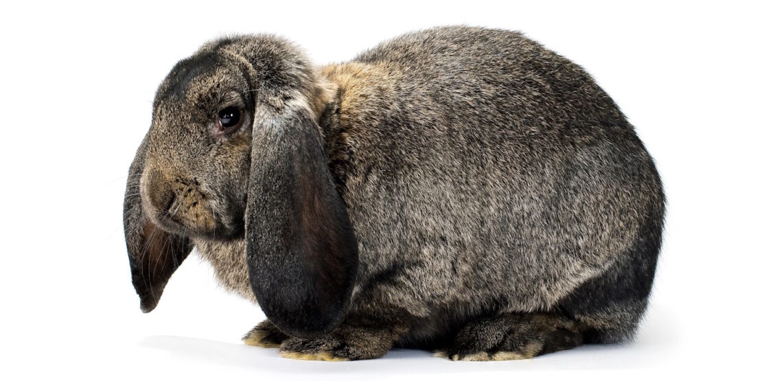 Das Foto zeigt ein Deutsches Widder Kaninchen