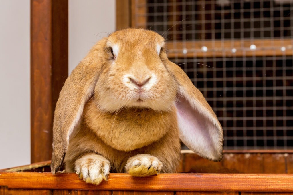 Das Foto zeigt ein Englisch Widder Kaninchen