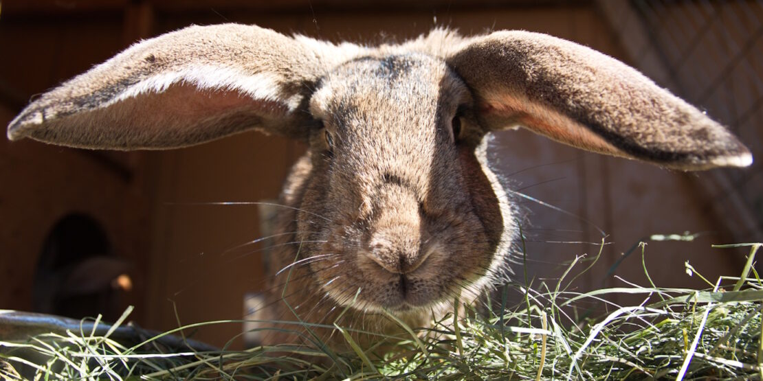 Das Foto zeigt ein Englisches Widder Kaninchen