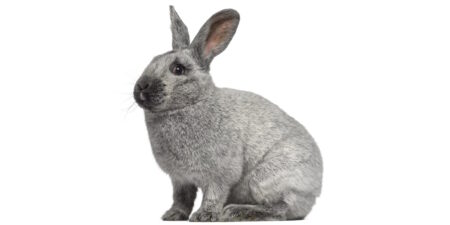Das Foto zeigt ein Großsilber Kaninchen