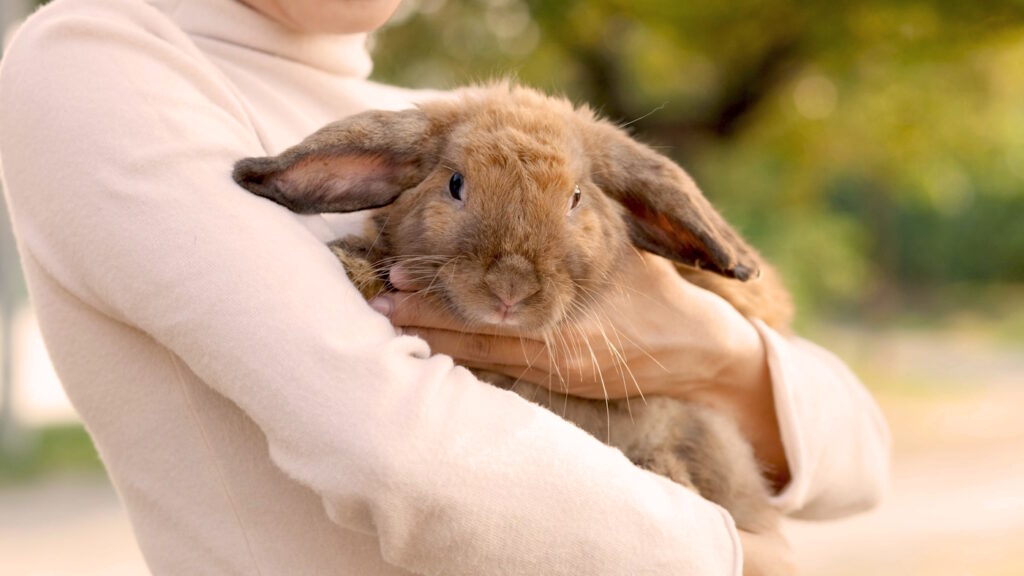 Das Foto zeigt ein Kaninchen auf dem Arm