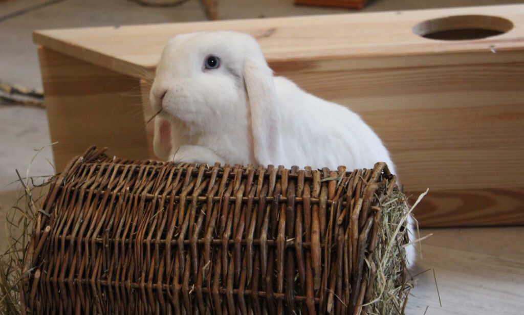 Das Foto zeigt ein Kaninchen mit Heu