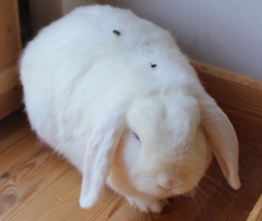 Das Foto zeigt ein Kaninchen mit Mücken auf dem Rücken