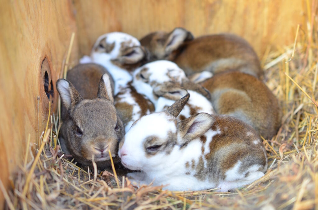 Das Foto zeigt Kleinrex-Baby-Kaninchen