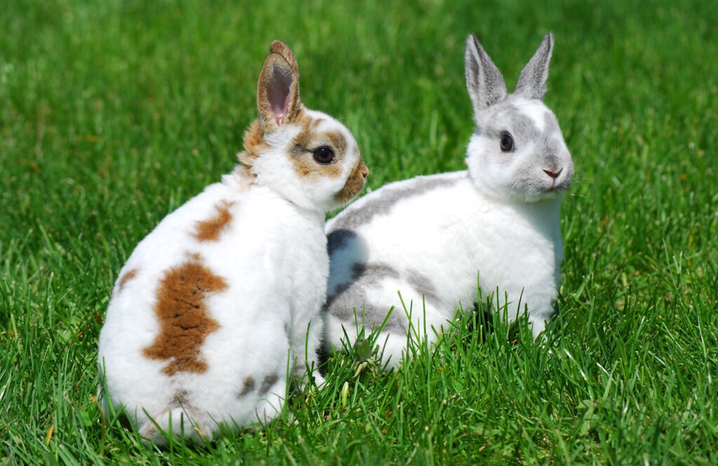 Das Foto zeigt zwei Kleinrex Kaninchen die nebeneinander sitzen