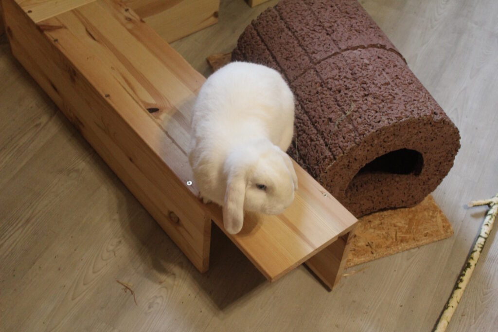 Das Foto zeigt ein Kaninchen auf einer Erhöhung