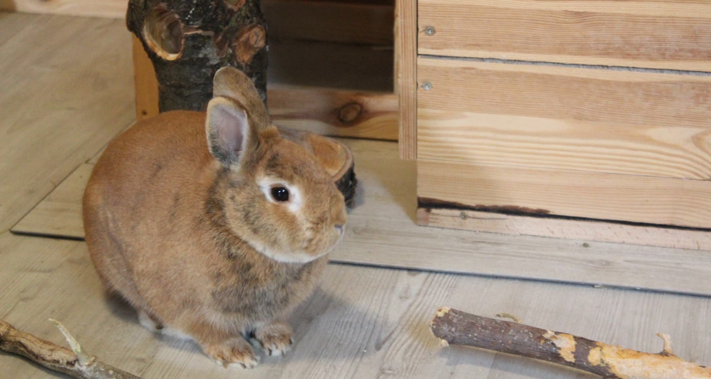 Altes Kaninchen Kippt Zur Seite www.kaninchen-ratgeber.com