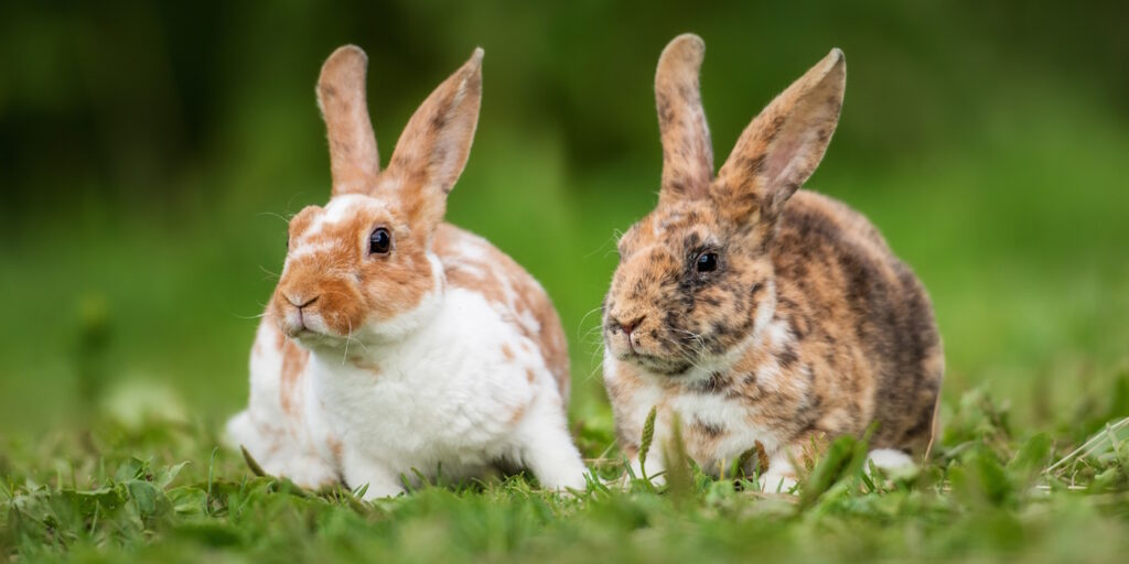Das Foto zeigt zwei Kleinrex Kaninchen