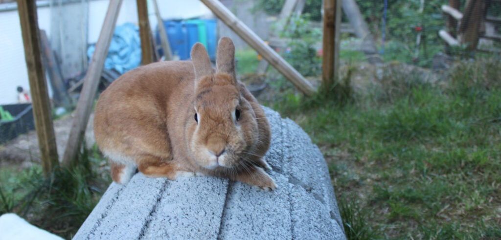 Das Foto zeigt ein Kaninchen, das die Ohren nach hinten legt