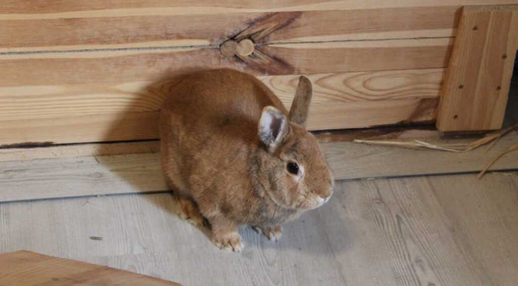 Das Foto zeigt ein Kaninchen, dessen Ohren nach vorne gerichtet sind