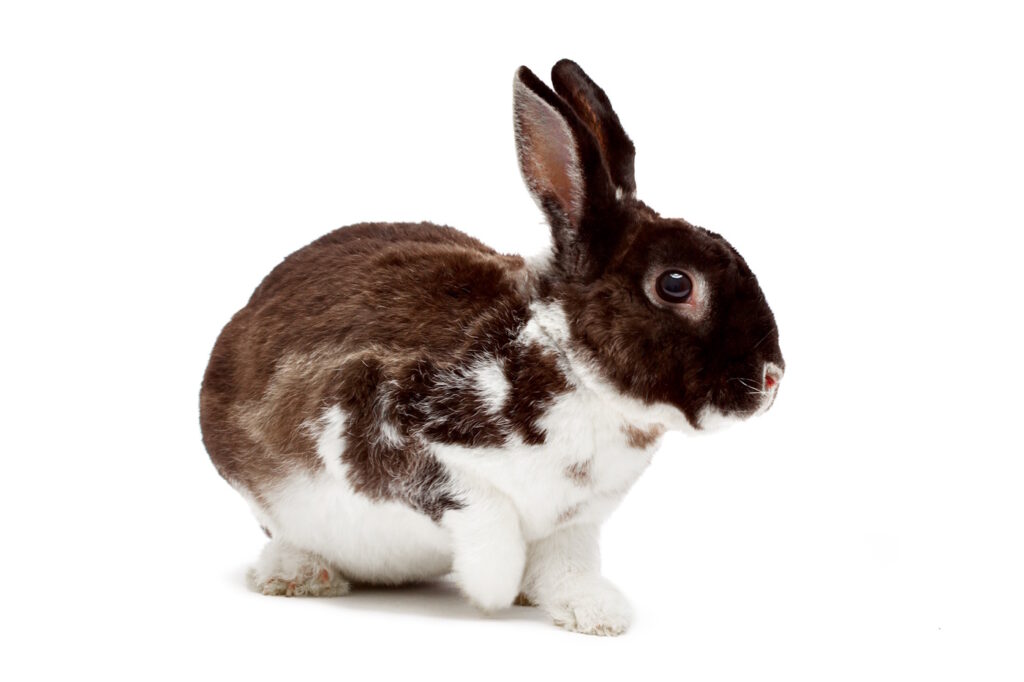 Das Foto zeigt ein scheckiges Kaninchen