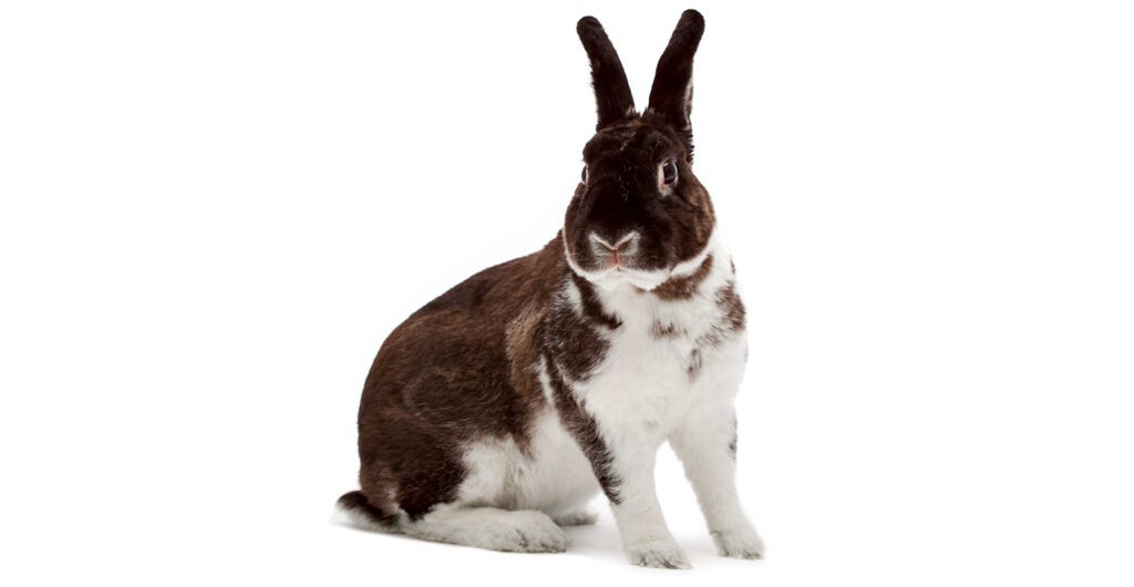 Das Foto zeigt ein geschecktes Kaninchen
