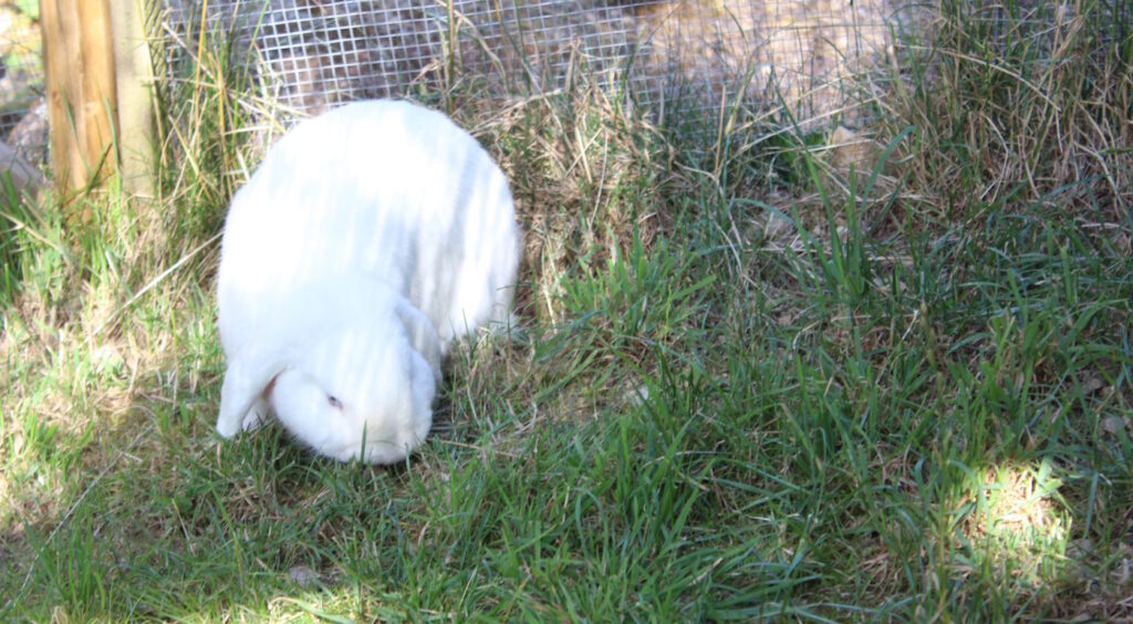 Das Foto zeigt ein Kaninchen im Außengehege
