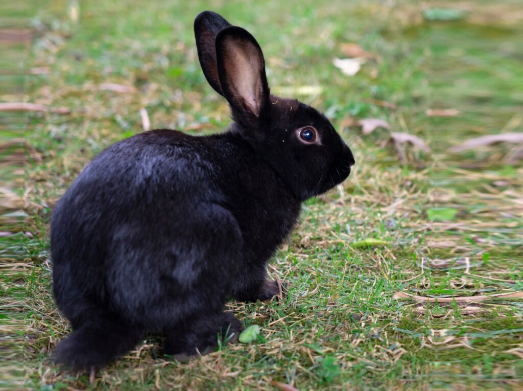 Das Foto zeigt ein schwarzes Alaska Kaninchen