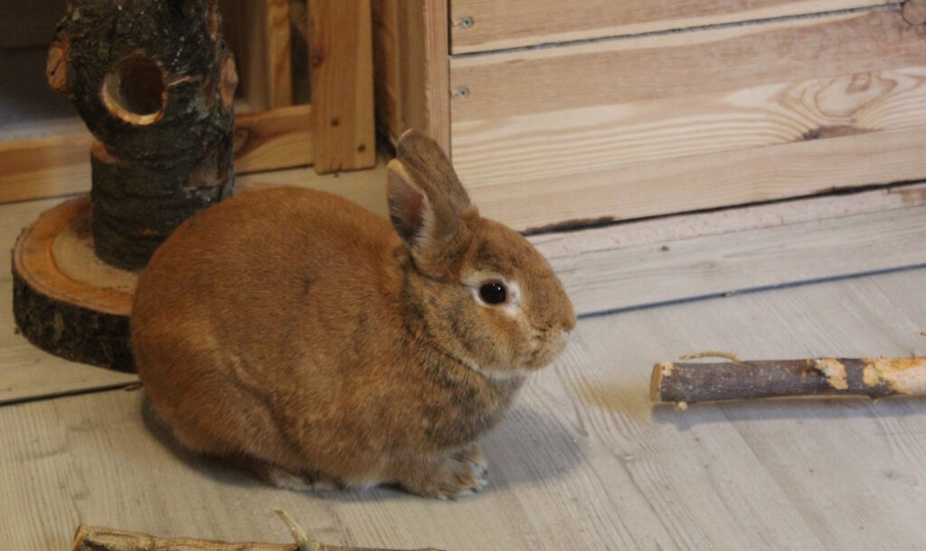 Das Foto zeigt ein sitzendes Kaninchen