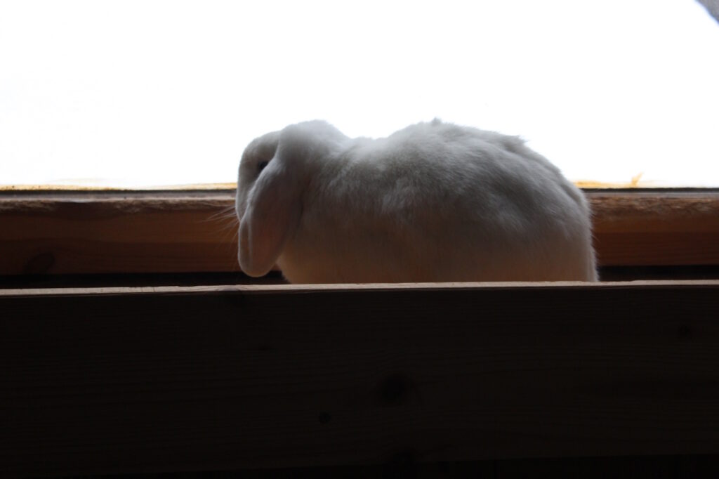 Das Foto zeigt ein Kaninchen, das zum Fenster hinaus schaut
