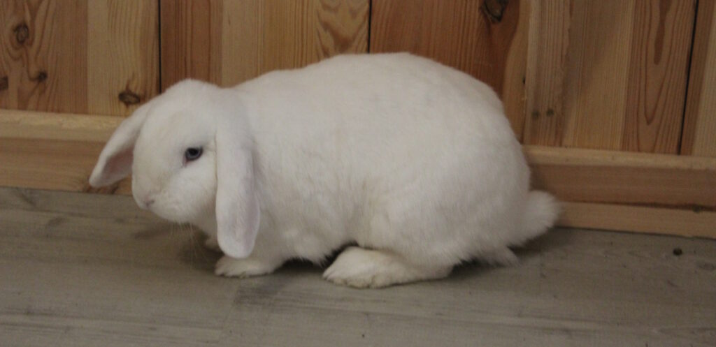 Das Foto zeigt ein weißes Kaninchen
