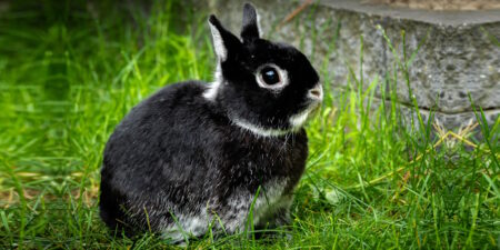 Das Foto zeigt ein Weißgrannen Kaninchen