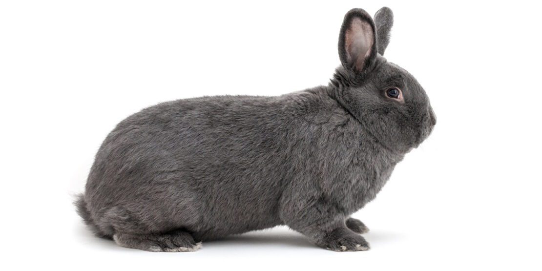 Das Foto zeigt ein Wiener Kaninchen