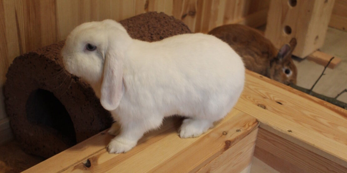Das Foto zeigt ein Kaninchen das frei auf einem Podest hoppelt und viel Platz hat