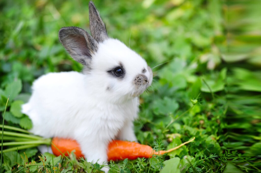 Das Foto zeigt ein Jungkaninchen im Gras