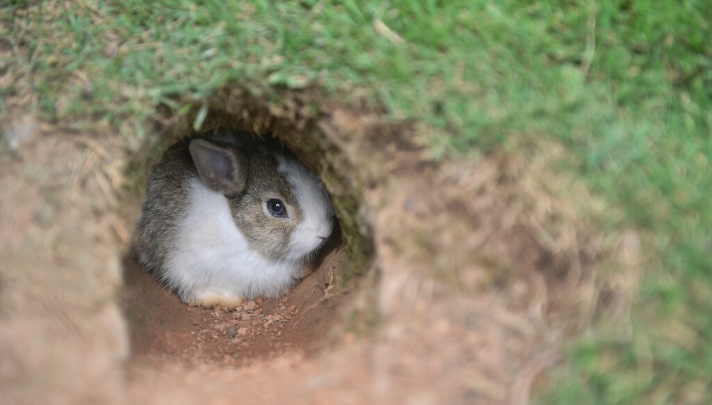 Das Foto zeigt ein ängstliches Kaninchen