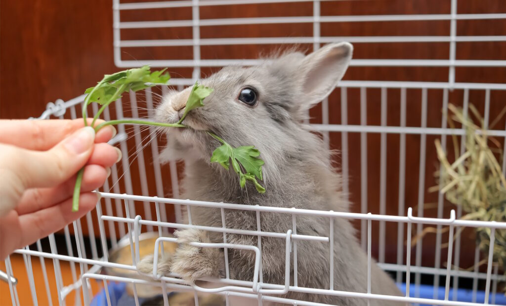 Das Foto zeigt ein Kaninchen, das Petersilie frisst