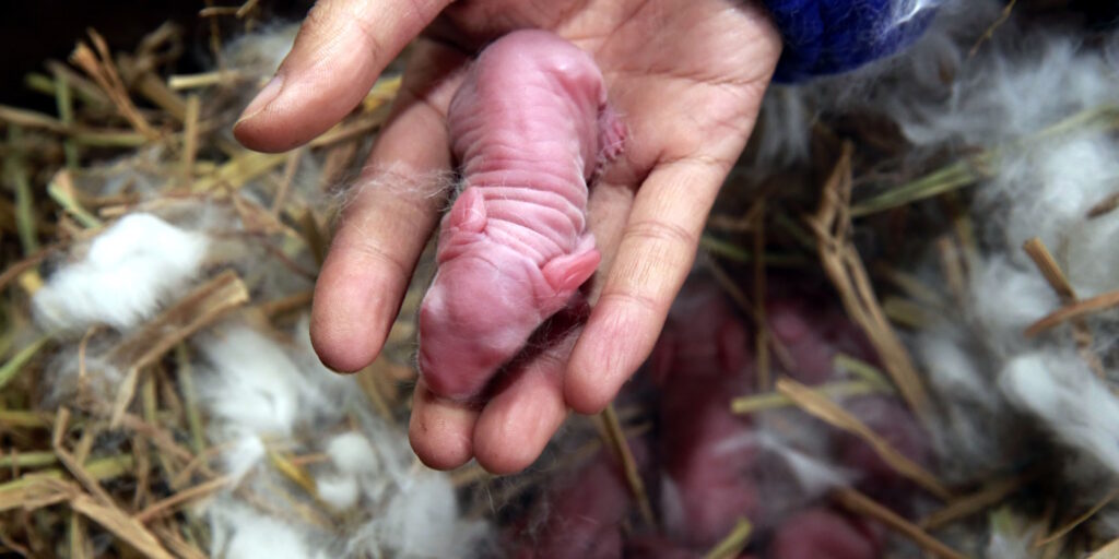 Das Foto zeigt, wie ein frischgeborenes Kaninchenbaby hochgehoben wird