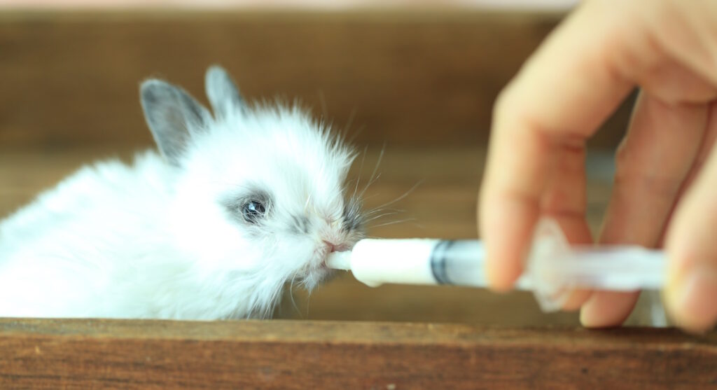 Das Foto zeigt, wie ein Kaninchenbaby mit einer Spritze mir Milch versorgt wird