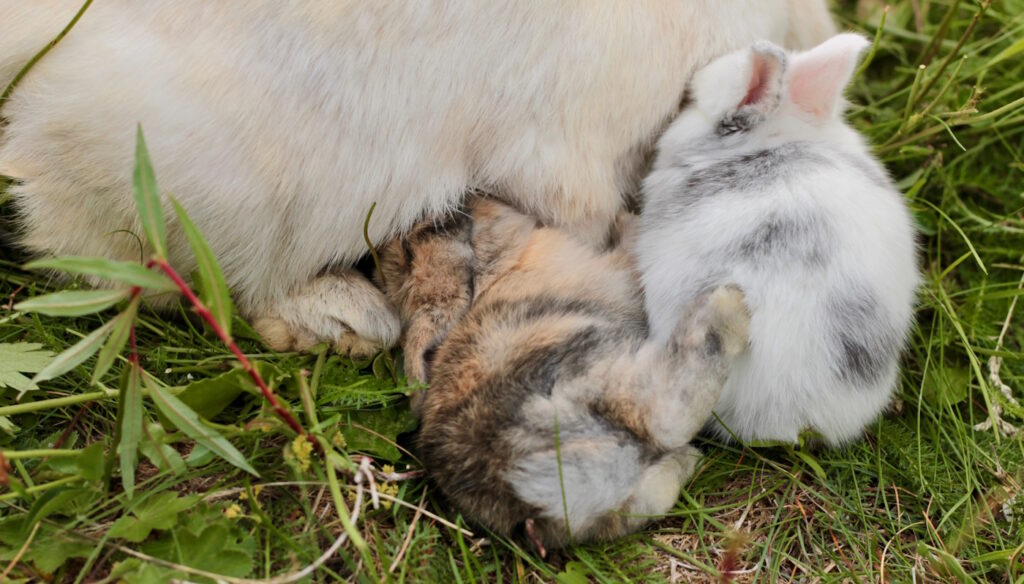 Das Foto zeigt eine Häsin die ihre Jungtiere säugt