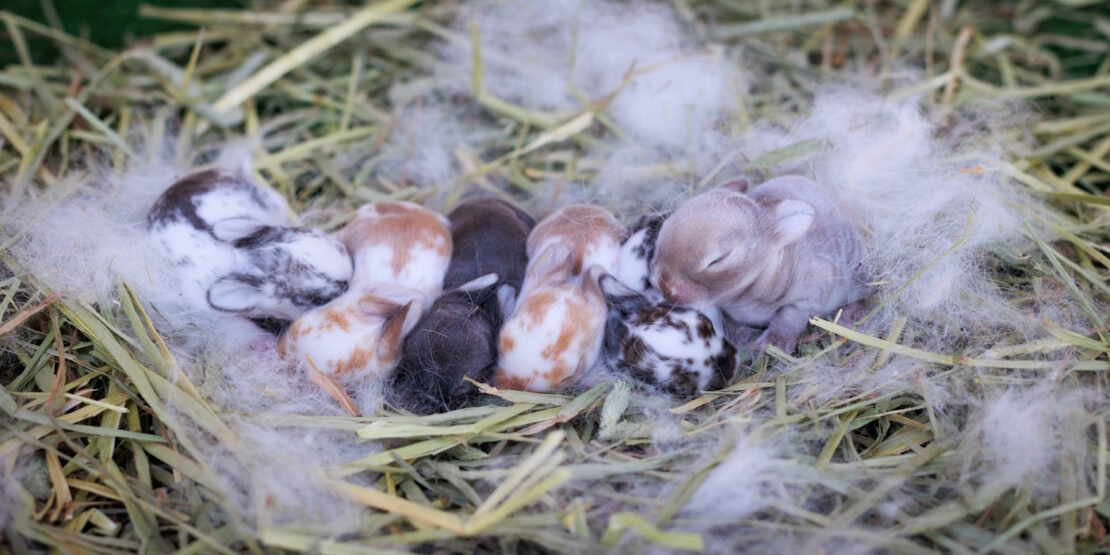 Kaninchen Baut Nest Wie Lange Bis Zur Geburt