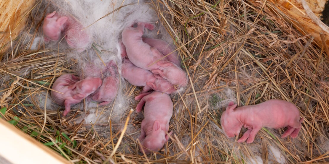 Das Foto zeigt Kaninchenbabys in ihrem Nest