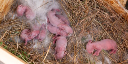 Das Foto zeigt Kaninchenbabys in ihrem Nest