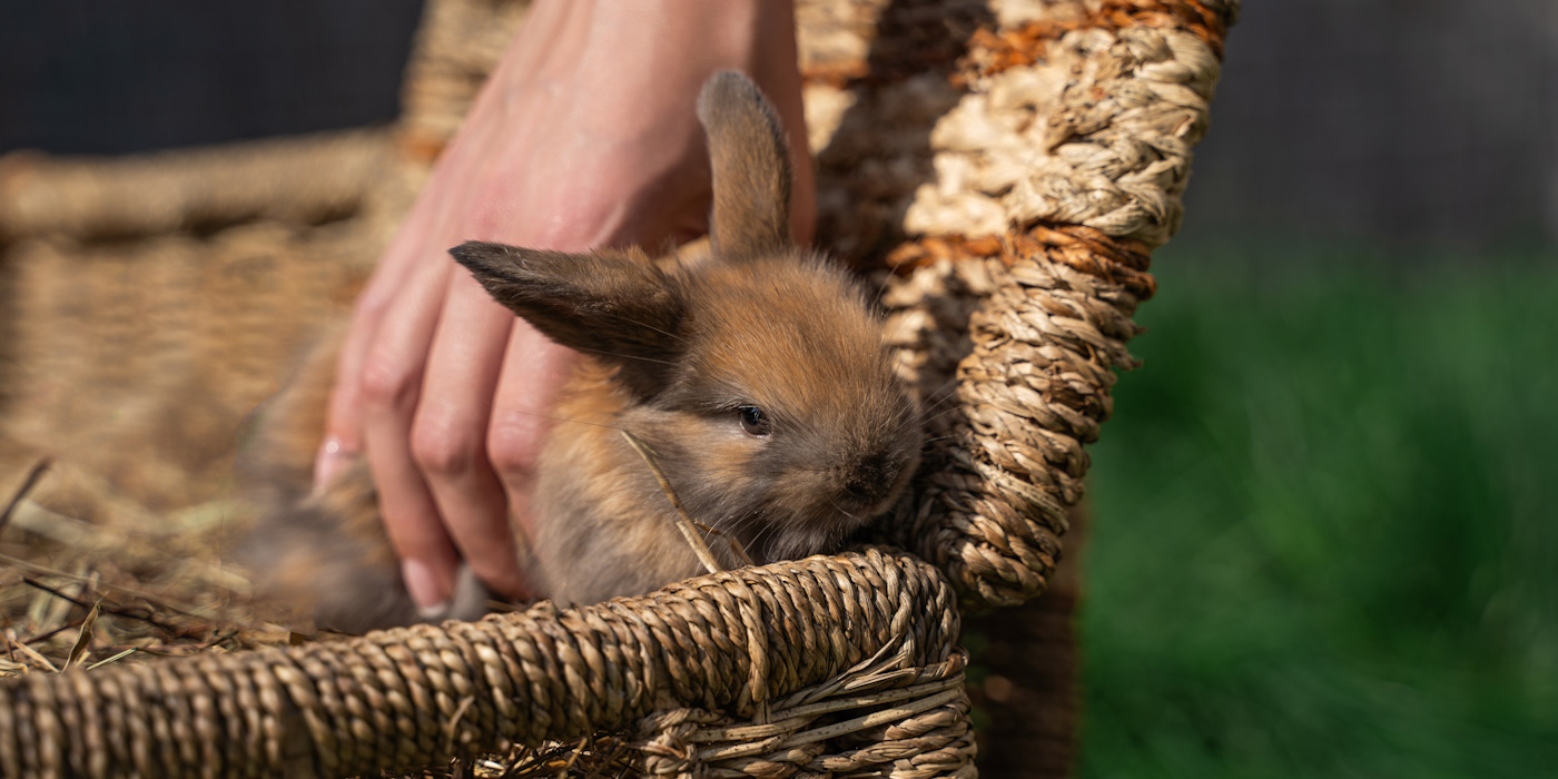Ab Wann Darf Man Kaninchenbabys Auf Den Arm Nehmen www.kaninchen-ratgeber.com