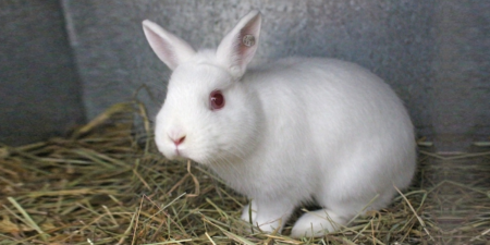 Das Foto zeigt ein Albino Kaninchen