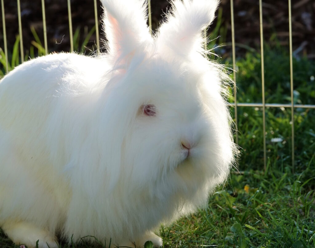 Das Foto zeigt ein Langhaar-Albino-Kaninchen