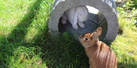 Das Foto zeigt zwei Kaninchen im Garten