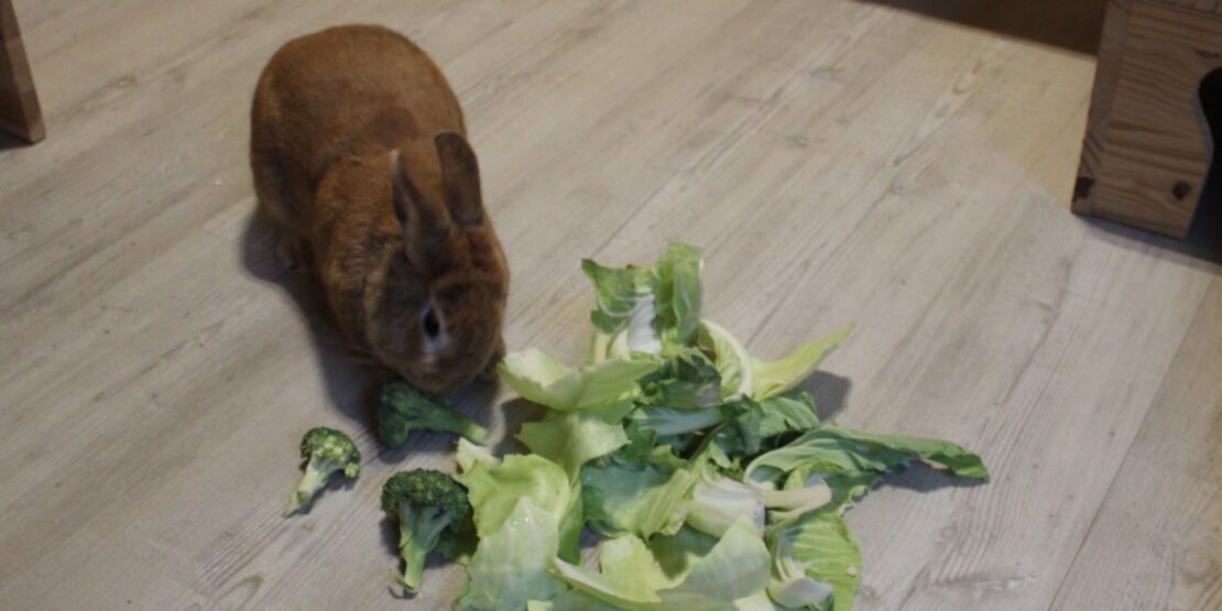 Das Foto zeigt ein Kaninchen das Kohl und Brokkoli frisst