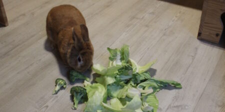 Das Foto zeigt ein Kaninchen das Kohl und Brokkoli frisst
