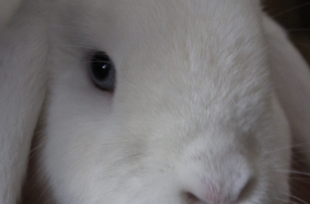 Das Foto zeigt das Auge vom Kaninchen