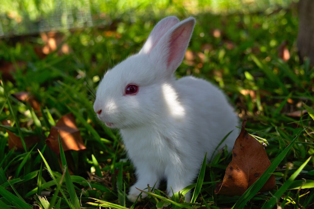 Das Foto zeigt ein Baby Albino Kaninchen