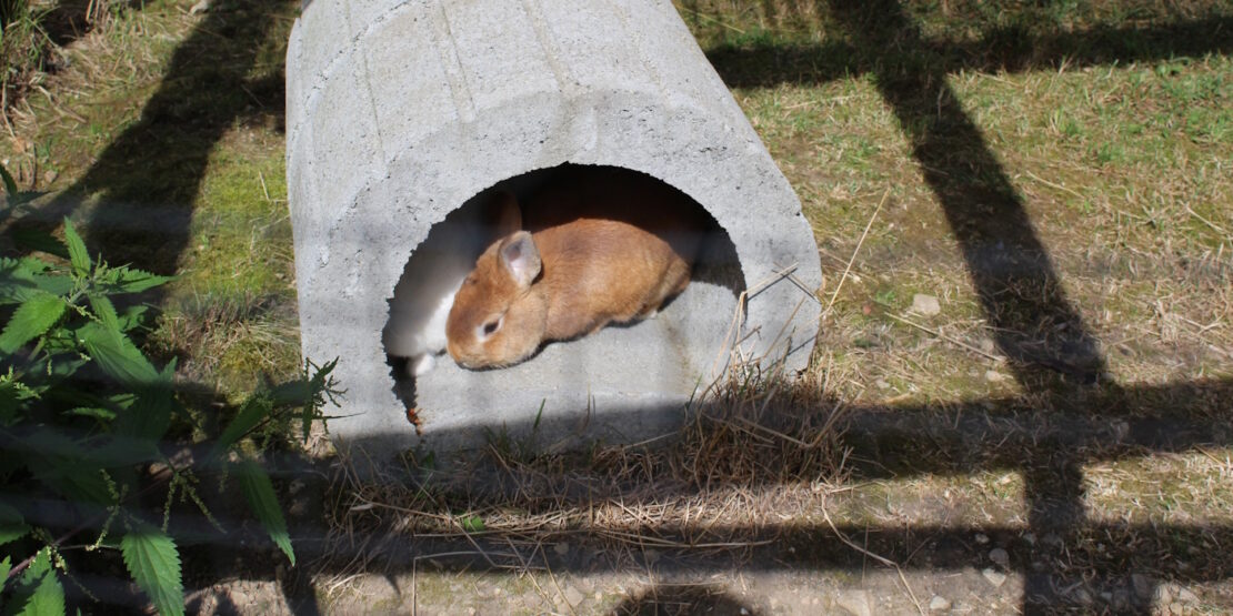 Das Foto zeigt ein Kaninchen im Außengehege