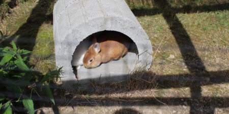 Das Foto zeigt ein Kaninchen im Außengehege