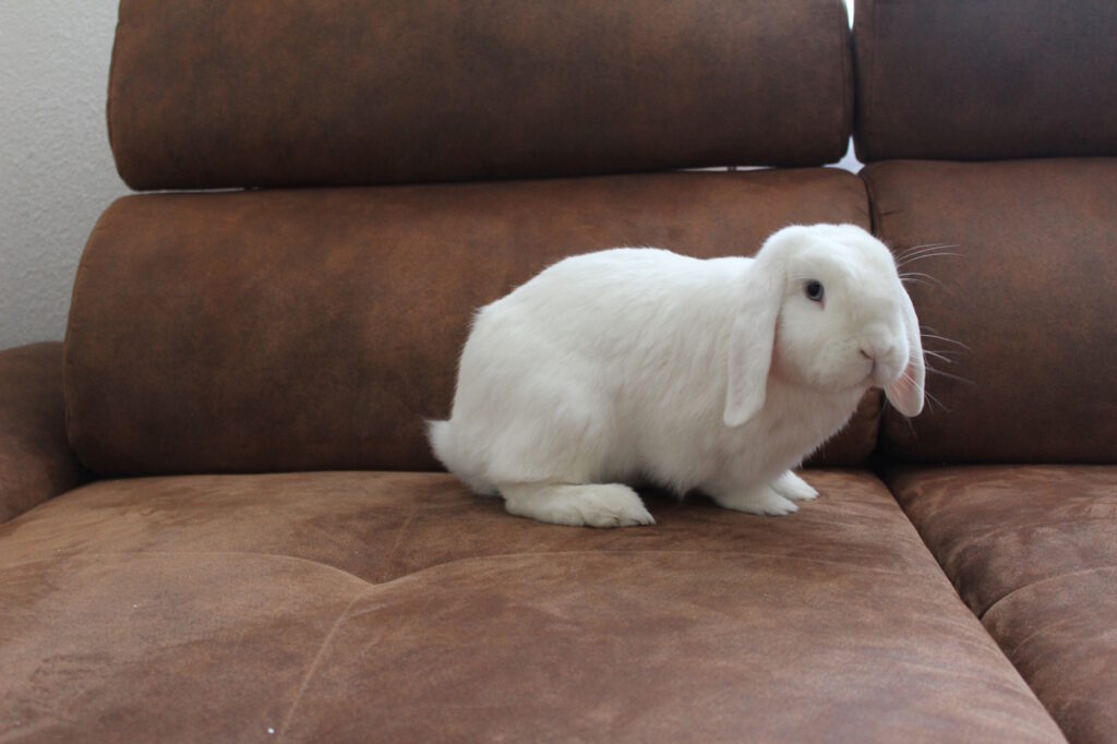 Das Foto zeigt ein Kaninchen auf einem Sofa