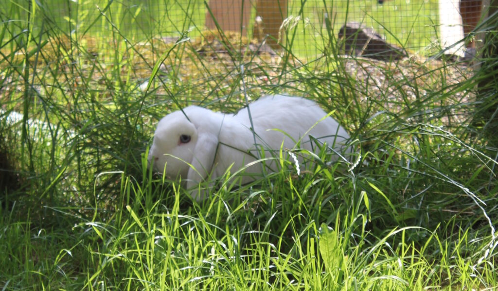 Das Foto zeigt ein Kaninchen im Gras