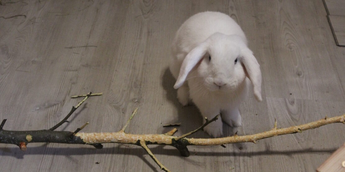 Das Foto zeigt ein weißes Kaninchen neben einem Ast
