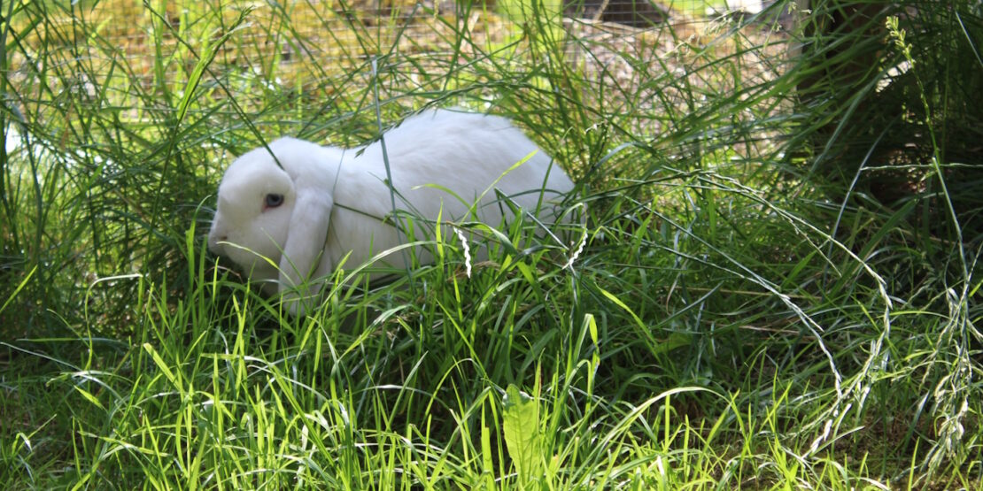 Das Foto zeigt ein Kaninchen das im Gras sitzt